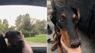 Lost Doberman Appears At California Couple's Car Window And Steals Their Hearts