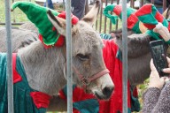 Town makes U-turn on nativity parade after backlash against using donkeys