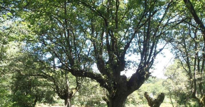 O carballo de Padroso, en Xunqueira de Ambía, declarado árbore senlleira