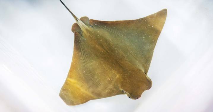 Nace en el Oceanogràfic la primera 'raya marginata' en peligro «crítico» de extinción
