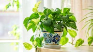 How To Keep Your Pothos Plant Happy & Healthy All Winter Long