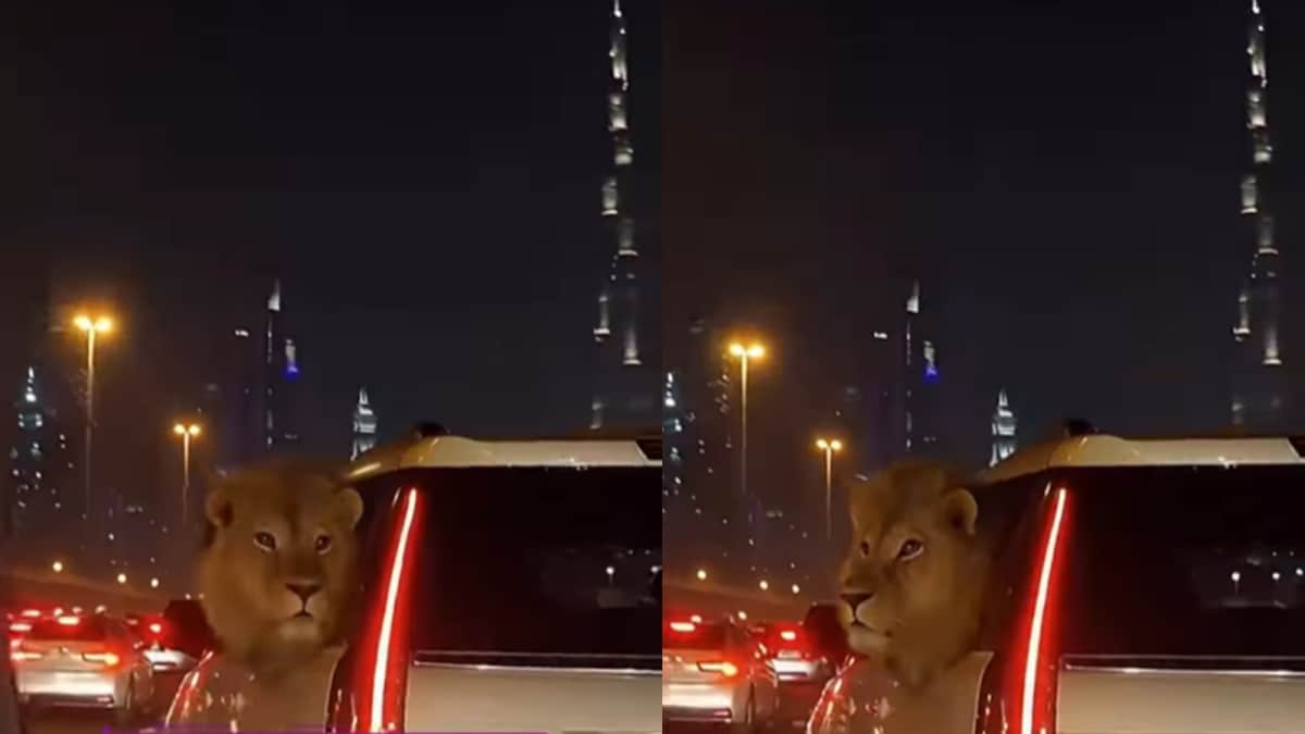 Spine-Chilling Video Shows Lion Inside Luxury Car On Dubai’s Streets: ‘Is This Even Real?’
