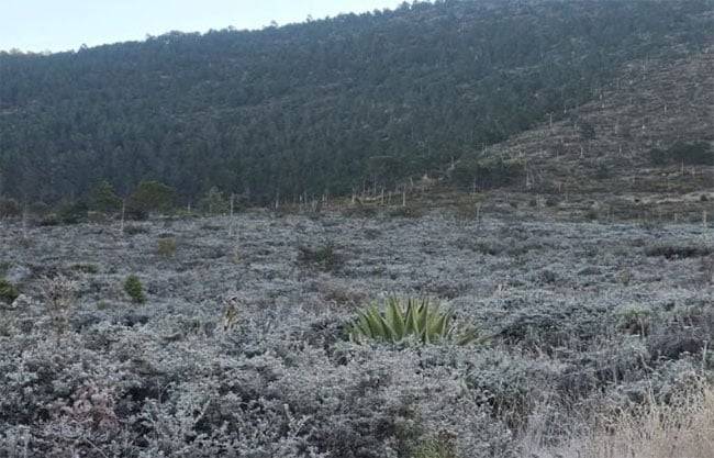 Primeras heladas de la temporada se registran en Nuevo León; Galeana se pinta de blanco