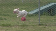 Pit bull ban lifted in Prince George's County after 27 years