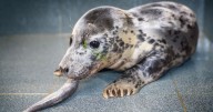 Orphaned seals found abandoned on New Jersey beach rescued