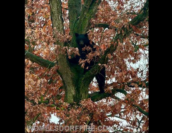 385-pound black bear rescued in unique mission for Berks County fire company