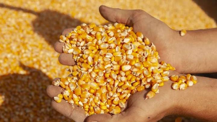 Fuerte caída en el ingreso de dólares del campo tras el fin de las retenciones cero