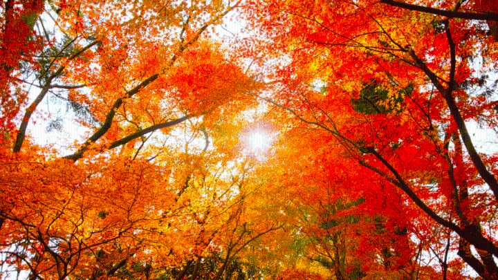 City of Bedford seeks public photos to celebrate peak fall foliage