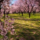 Almond orchards shrink as Californian imports flood India