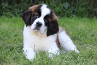 Best Puppy Dog Foods for Saint Bernards
