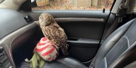 Concussed owl rescued from the side of the Merritt Parkway