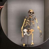 Mystery foot belongs to ancient human relative: scientists