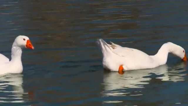 Riverside Cemetery's Frankie the goose to welcome new companion