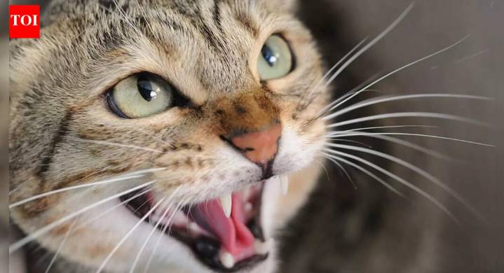 Is your cat angry or scared: What cat hissing actually means