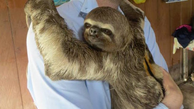 Sloth Emerges Victorious in Mennonite Dance Competition