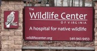 Wildlife Center of Virginia serves up a special Thanksgiving feast for Animals
