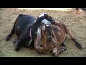 Gilbert Water Woes: Small farms threatened by rate hikes