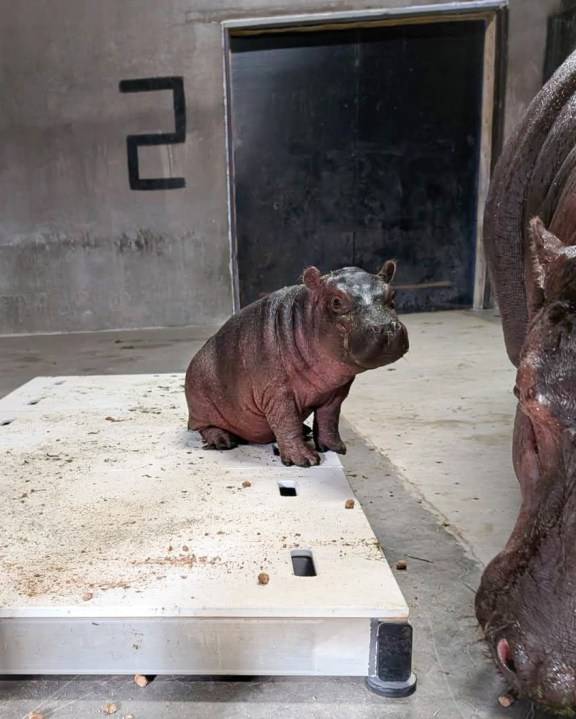 Just a few hours remain for people to vote on the ABQ BioPark's baby hippo's name