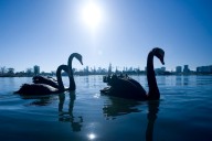 Could a ‘grey swan’ event bring down the AI revolution? Here are 3 risks we should be preparing for