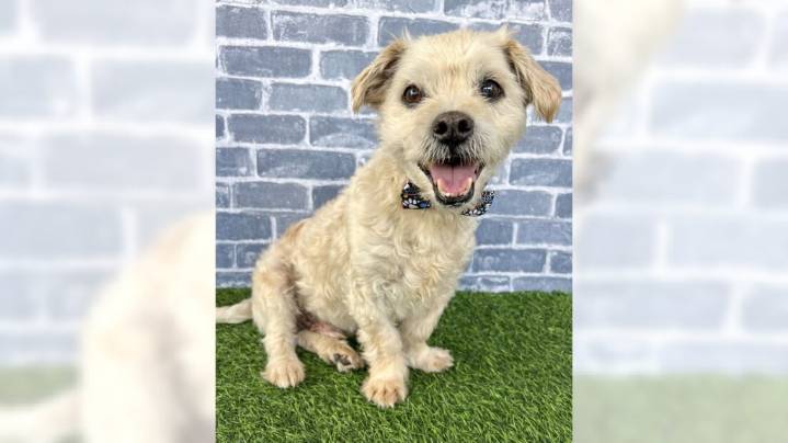 Love, love, love – all Maltese mix Hank needs is love