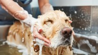 Ni en la peluquería ni en casa: la nueva tendencia para bañar a tu perro que llegó de Estados Unidos