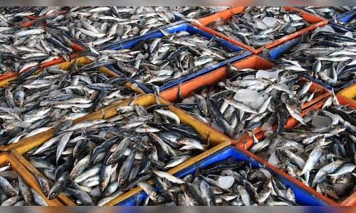 Indian seafood exporters rally after report of China suspending Japanese imports