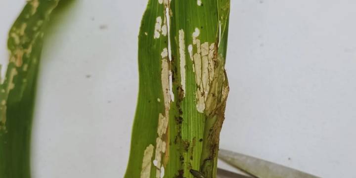 El gusano cogollero se adelantó: el INTA advierte ataques inusuales incluso en maíces Bt