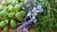 Las 5 plantas aromáticas que perfuman tu casa y ahuyentan a las ratas
