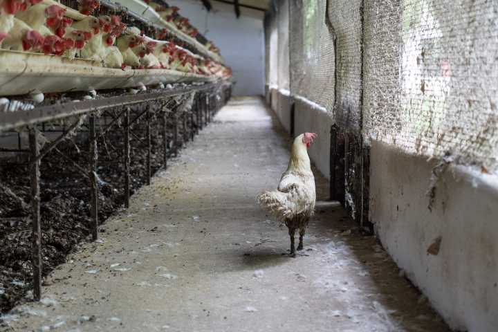 Empresas del sector alimentario duplican esfuerzos en la promoción del bienestar animal