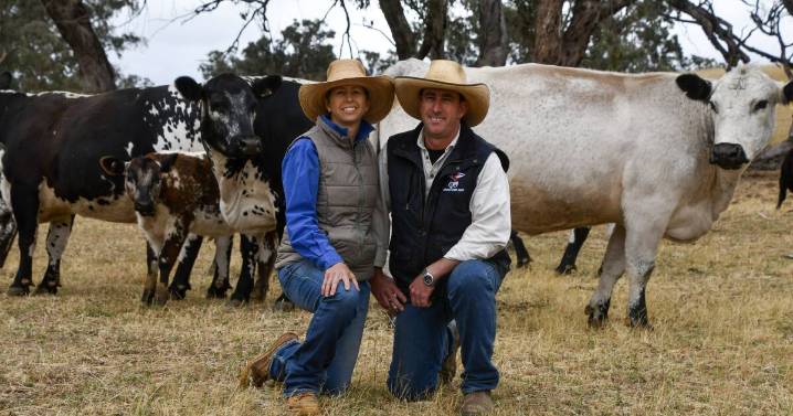 Weller family's elite cattle breeding strategies