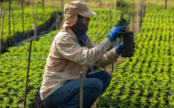 Federación Nacional de Cafeteros reporta que la producción de café en Colombia cayó un 10 % en octubre