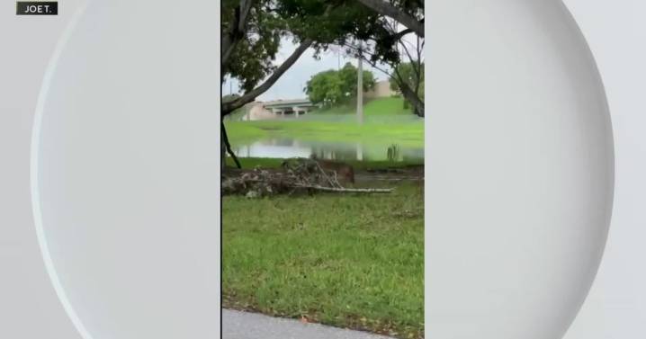 Limping coyote spotted near Pompano Beach neighborhood as experts urge caution
