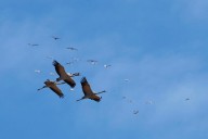 España suma un centenar de focos de gripe aviar en aves silvestres