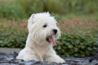 10 Best Raw Dog Food Brands for Westies