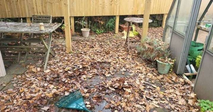 Gardeners warned not to get rid of leaves in garden this winter