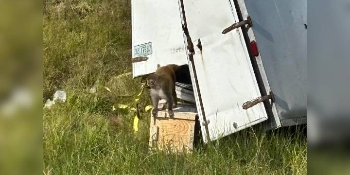 Deputies told to shoot monkeys after transport truck crash, body cam footage reveals