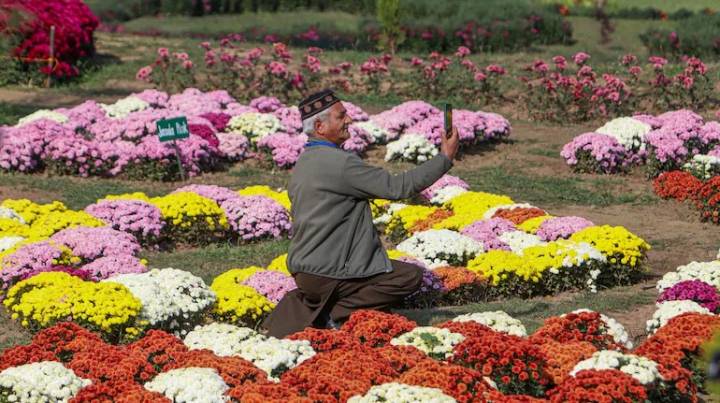 Chrysanthemum Garden in Srinagar Attracts Large Number of Visitors