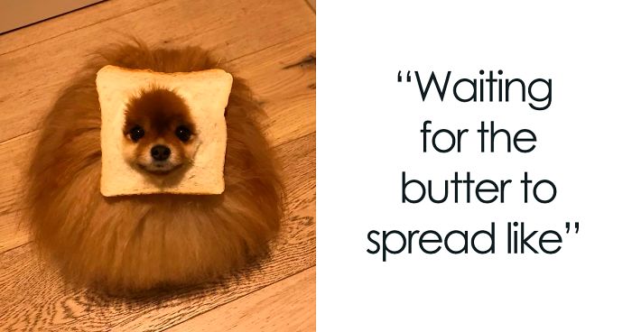 The Internet Is Loving ‘Inbread’ Animals And Here Are The 28 Funniest Ones
