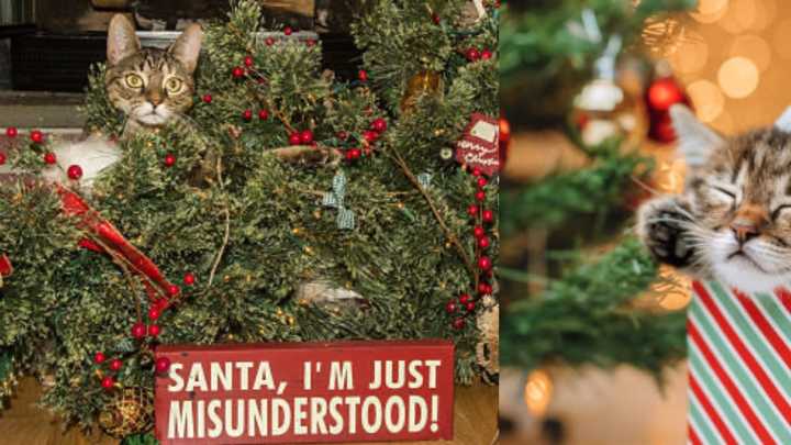 ¿Por qué los gatos no pueden resistirse al árbol de Navidad? Expertos explican el motivo y cómo evitar accidentes