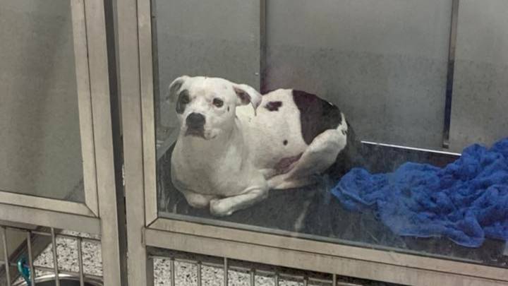 Georgia Shelter Pup Mourns Her Litter As Rescuers Fight To Save Her Future