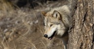 Feds change course, won’t issue national wolf recovery plan