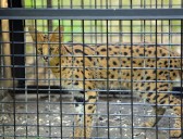 2 African cats been recovered after going missing from Pa. center in storm