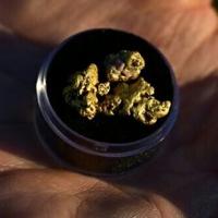 High price of gold inspires new rush in California