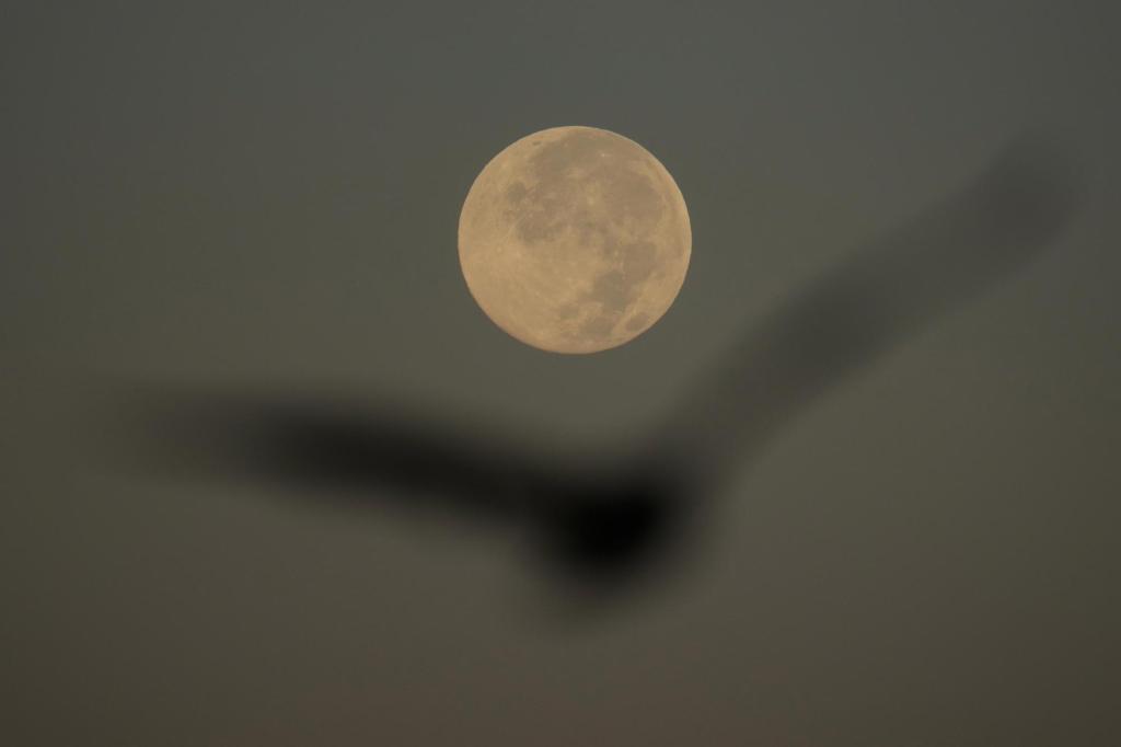 How to spot November’s supermoon, the closest of the year