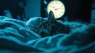Qué significa que tu gato te despierte a las 4 de la mañana, según un experto en comportamiento