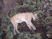 Mountain lion illegally poached, dumped in Colorado canyon