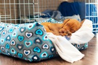 Cavapoo Puppy Left To ‘Protect’ the House, Pet Cam Captures Reality 