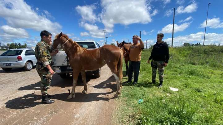Tres caballos secuestrados en distintos barrios