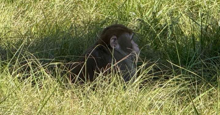 Mississippi woman kills escaped monkey fearing for her children's safety