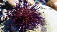 Sea Urchins Have Bizarre "All-Body Brains" That Challenge What We Know About Evolution of Nervous Systems